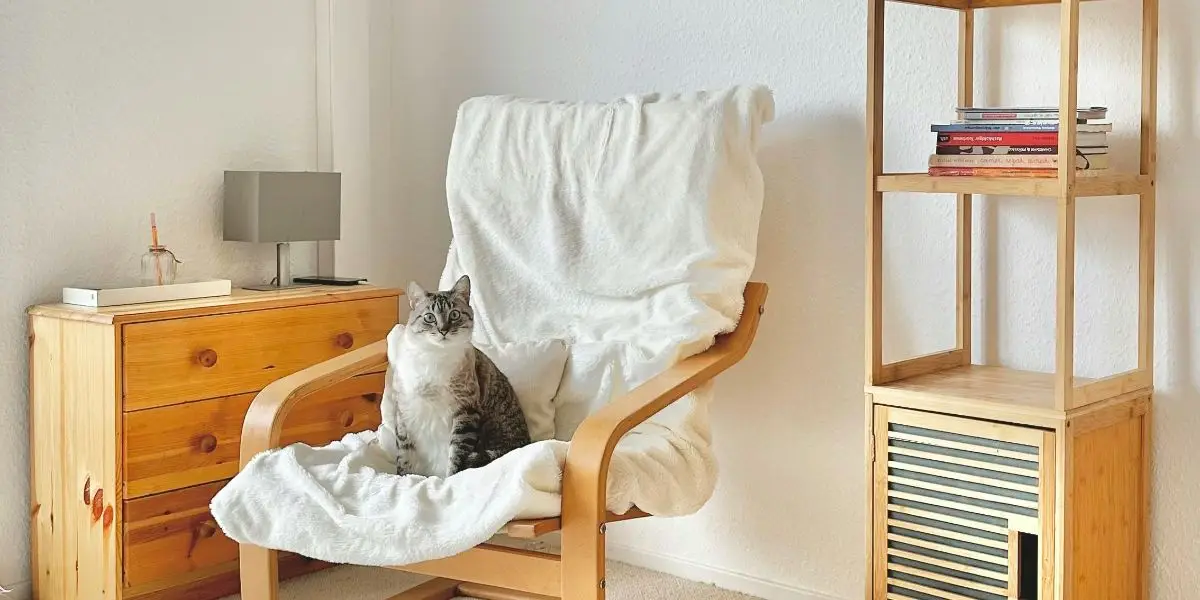 Therapy Cat