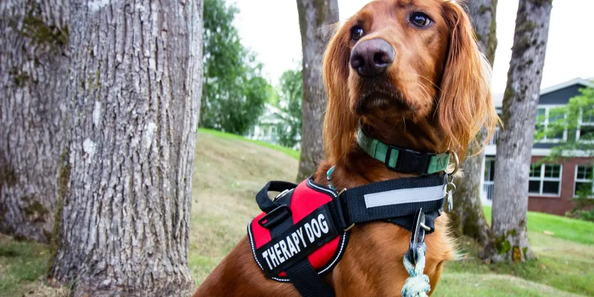 The Evaluation and Certification Process for Therapy Dogs