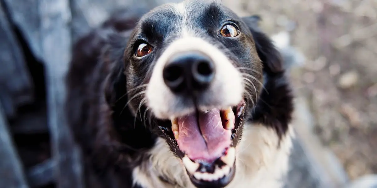 Challenges and Strategies for Pet Ownership During Recovery