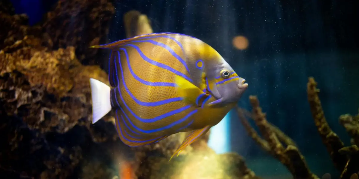 Aquarium Therapy and its Potential Benefits?