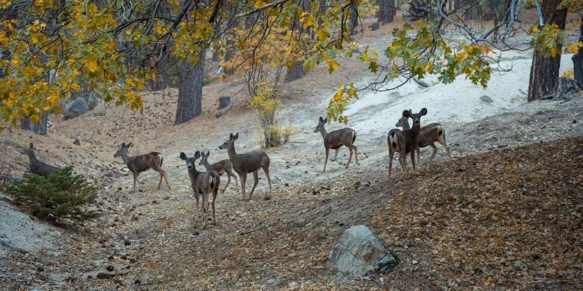 Wildlife Interaction: A Catalyst for Personal Recovery and Healing
