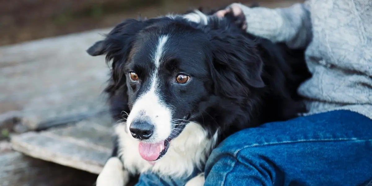 A border collie leaning against a seated person's legs