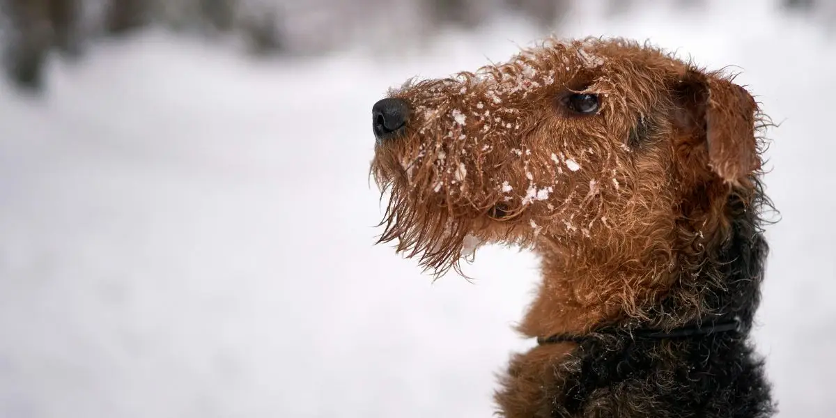 Worst Dog Breeds for Addiction Recovery Companionship