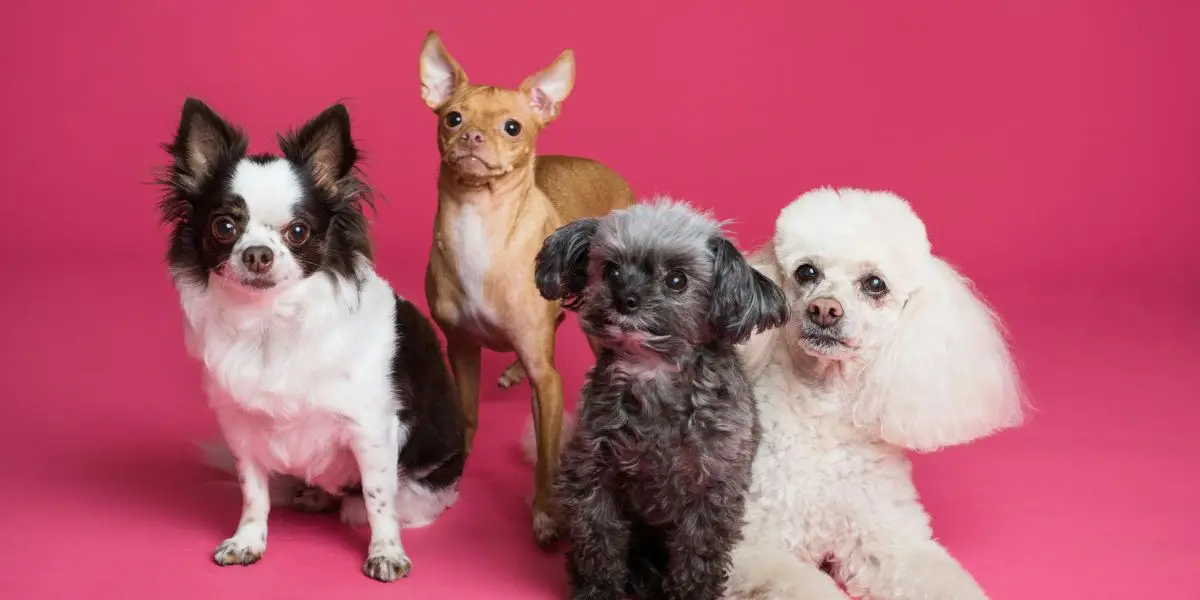 Incorporating Animal-Assisted Therapy in Group Counseling Sessions