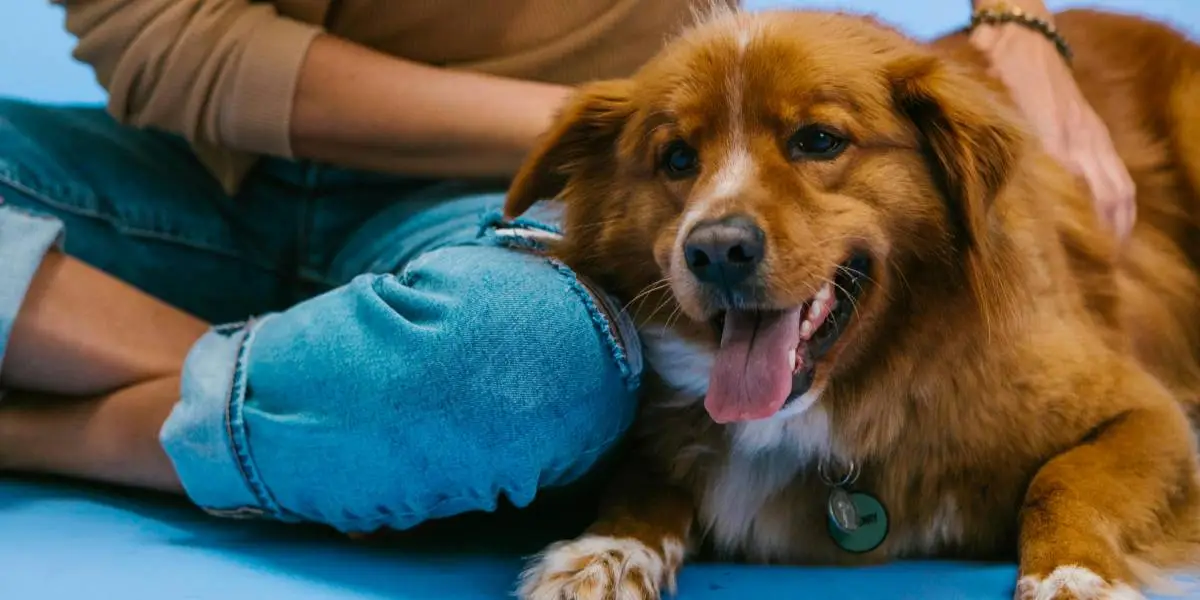 How Pets Support Recovery at Malibu Luxury Rehabs