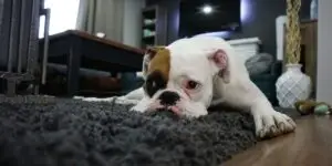 What Rehabs in California Are Actually Pet Friendly? What Rehabs in California Are Actually Pet Friendly?