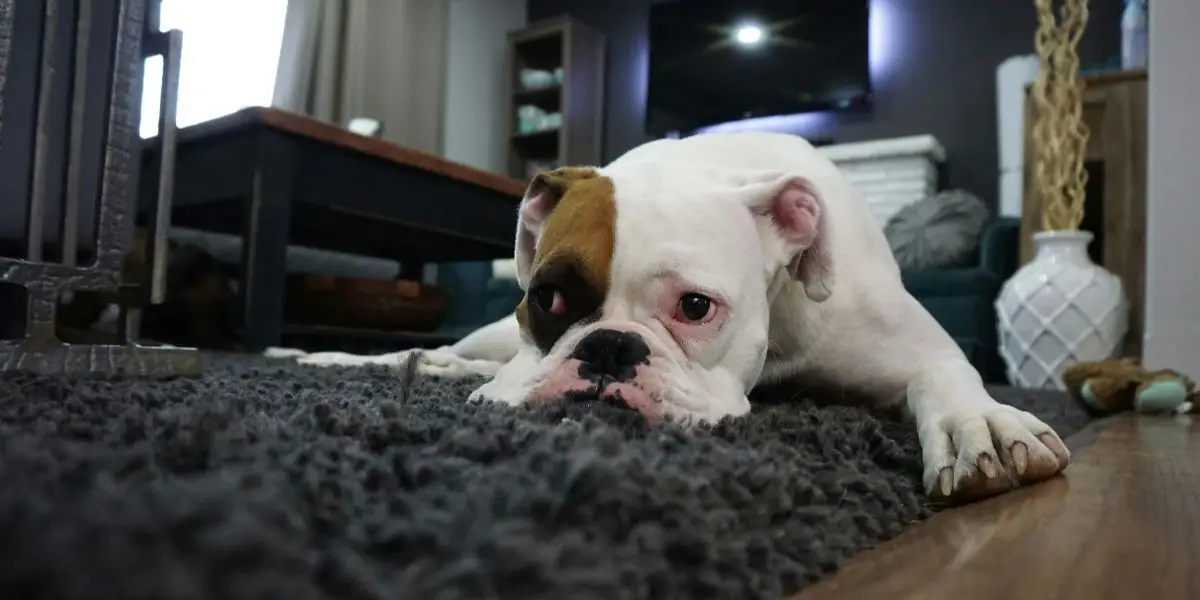 What Rehabs in California Are Actually Pet Friendly?